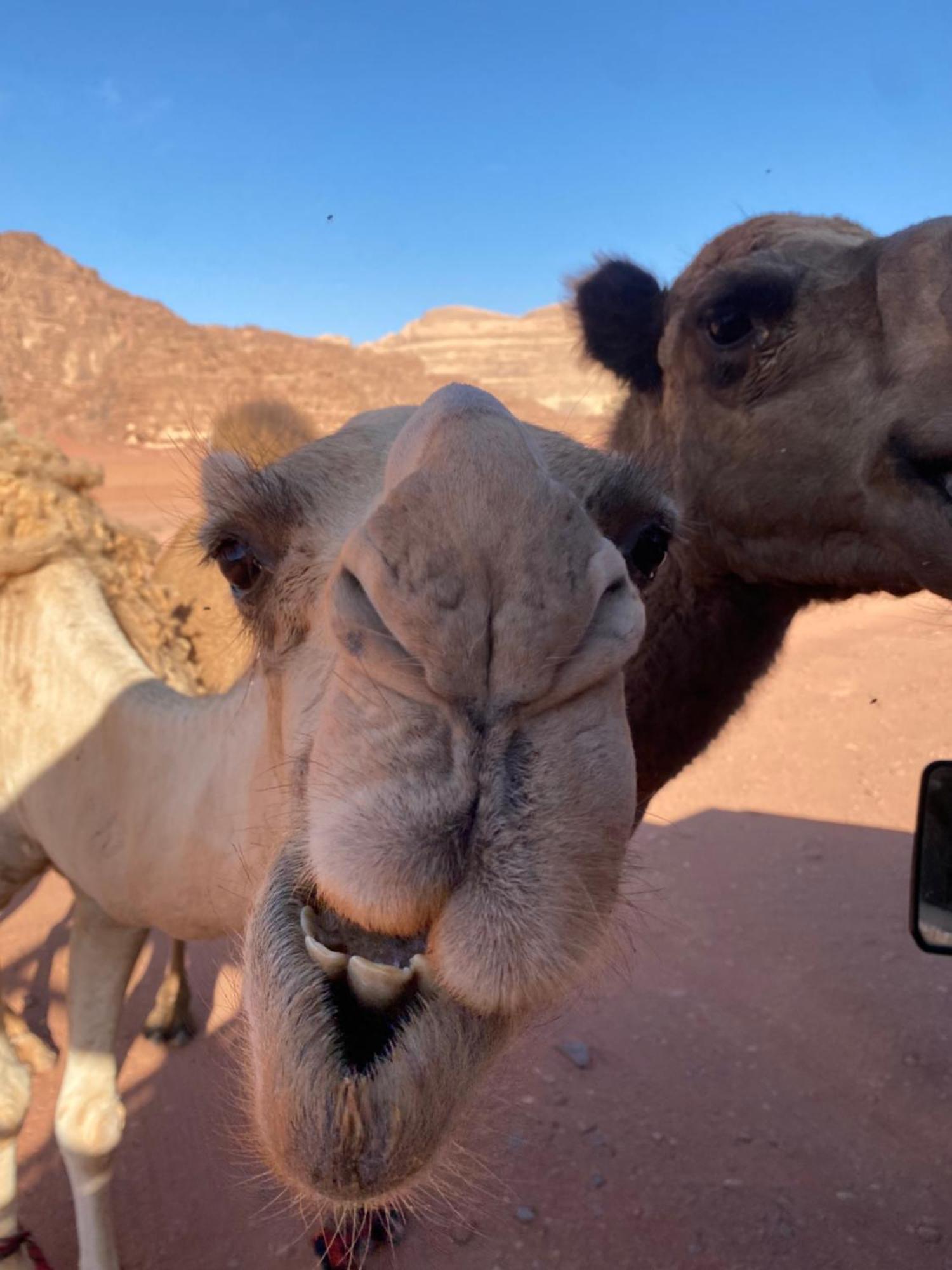 Wadi Rum Desert Heart Camp Exterior foto