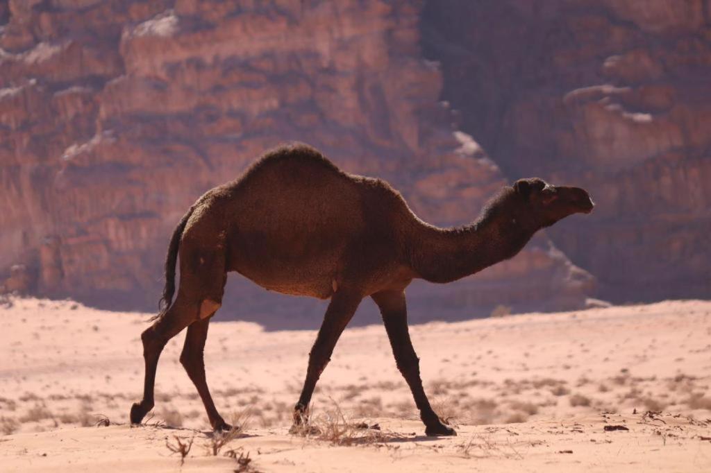 Wadi Rum Desert Heart Camp Exterior foto